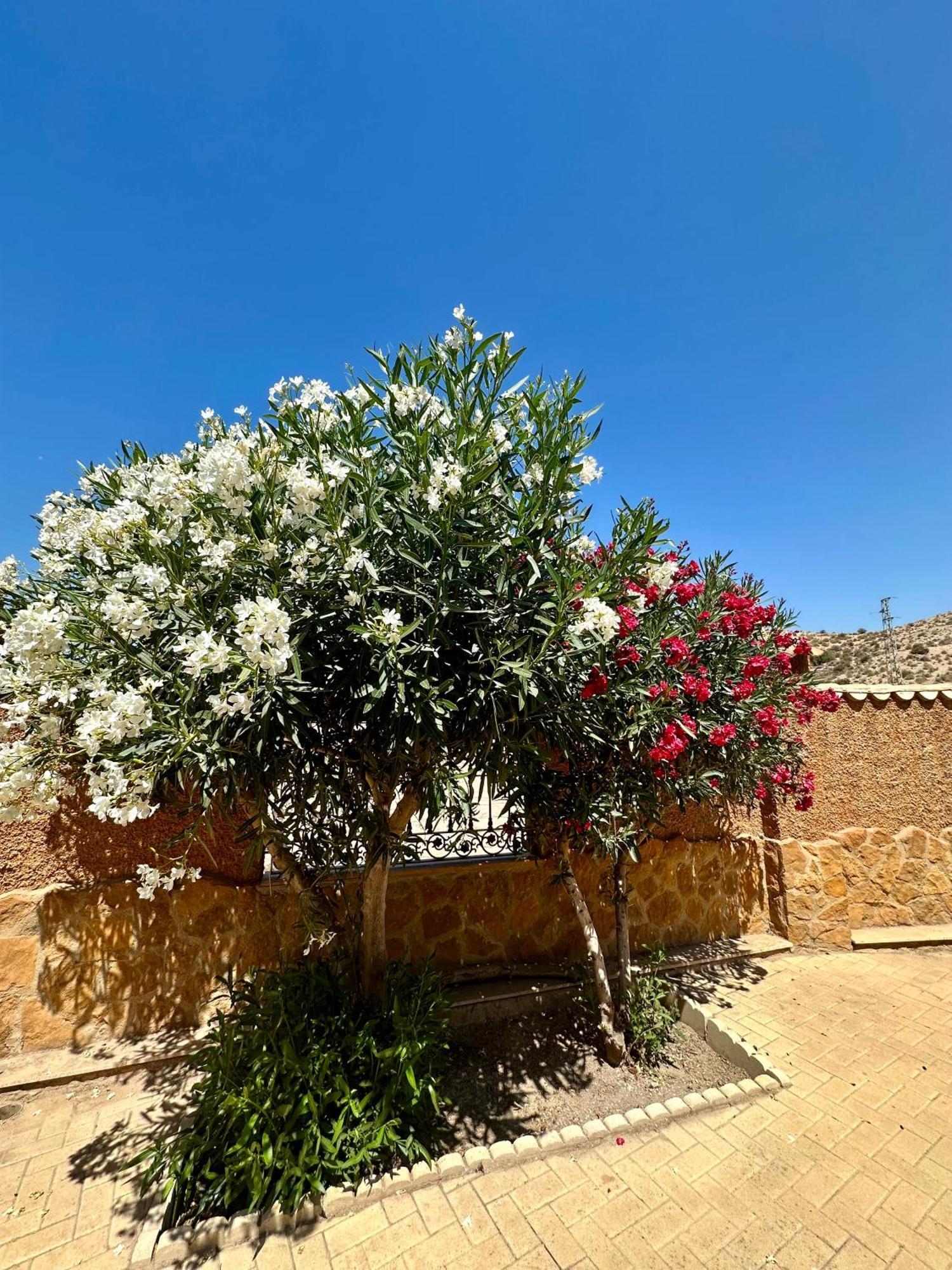 Casa Rural El Pomelo Zurgena Exterior foto